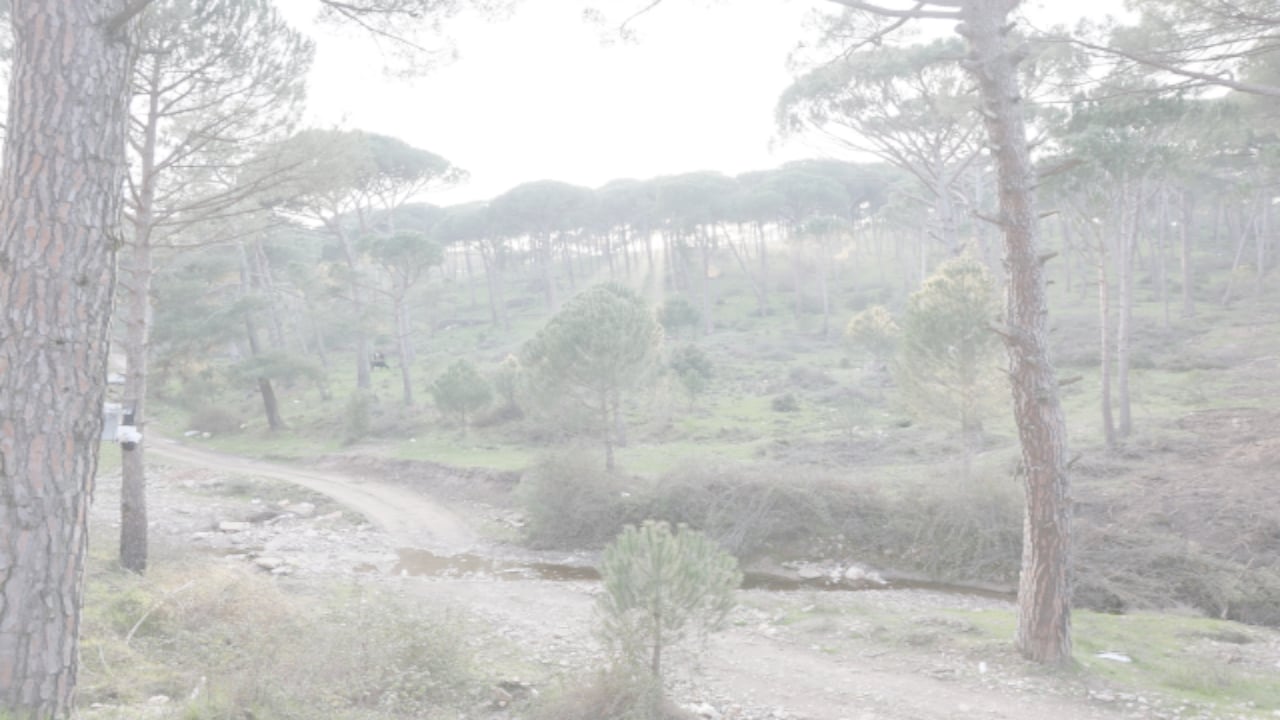 Foto - Tek bir tanesi bile altın değerinde! Ağaçlardaki kameralarla ordu karargâhı gibi korunuyor
