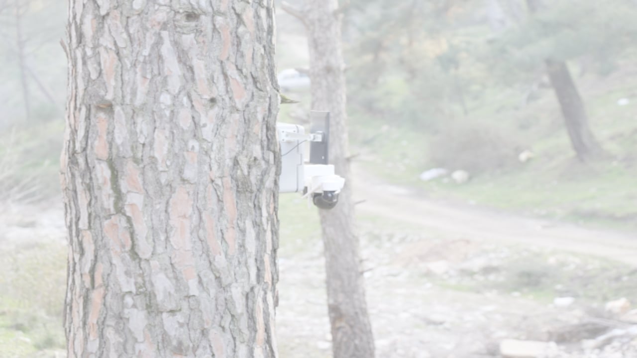 Tek bir tanesi bile altın değerinde! Ağaçlardaki kameralarla ordu karargâhı gibi korunuyor