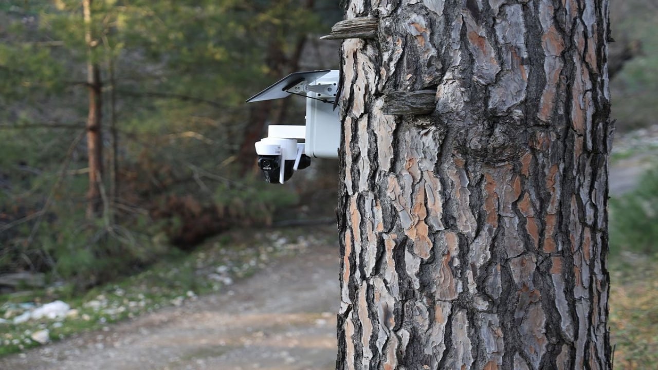 Foto - Tek bir tanesi bile altın değerinde! Ağaçlardaki kameralarla ordu karargâhı gibi korunuyor
