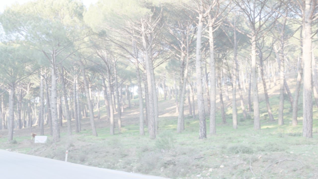 Foto - Tek bir tanesi bile altın değerinde! Ağaçlardaki kameralarla ordu karargâhı gibi korunuyor