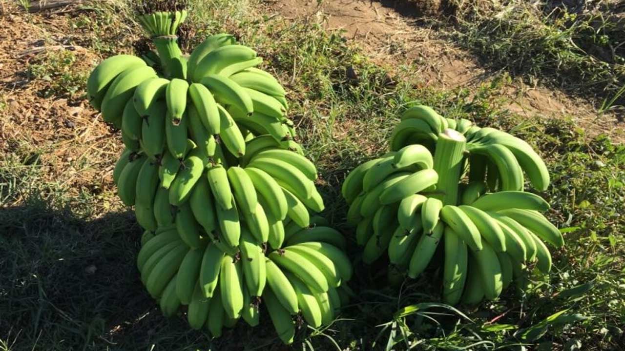 Foto - Tek çözüm: Aracılar kaldırılsın! Markette 120 TL'ye satılan muzun bahçedeki fiyatı şoke etti