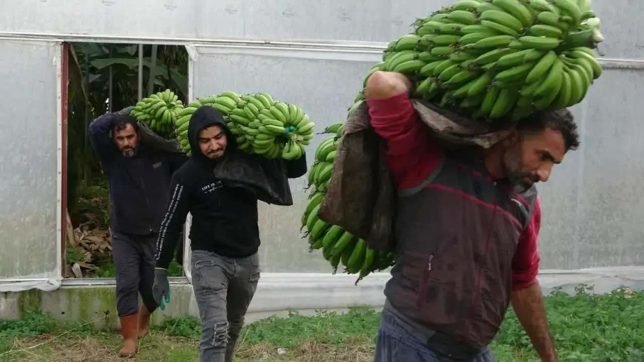 Foto - Tek çözüm: Aracılar kaldırılsın! Markette 120 TL'ye satılan muzun bahçedeki fiyatı şoke etti