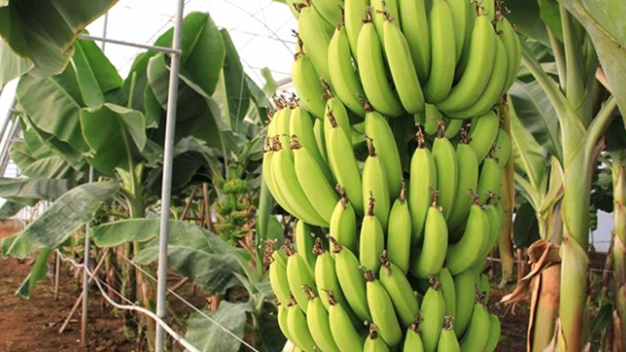 Foto - Tek çözüm: Aracılar kaldırılsın! Markette 120 TL'ye satılan muzun bahçedeki fiyatı şoke etti