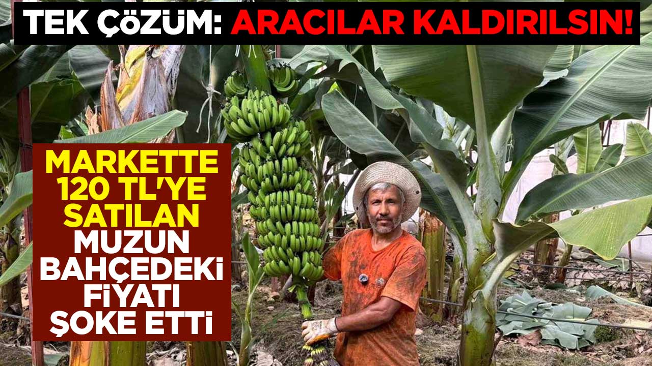Tek çözüm: Aracılar kaldırılsın! Markette 120 TL'ye satılan muzun bahçedeki fiyatı şoke etti