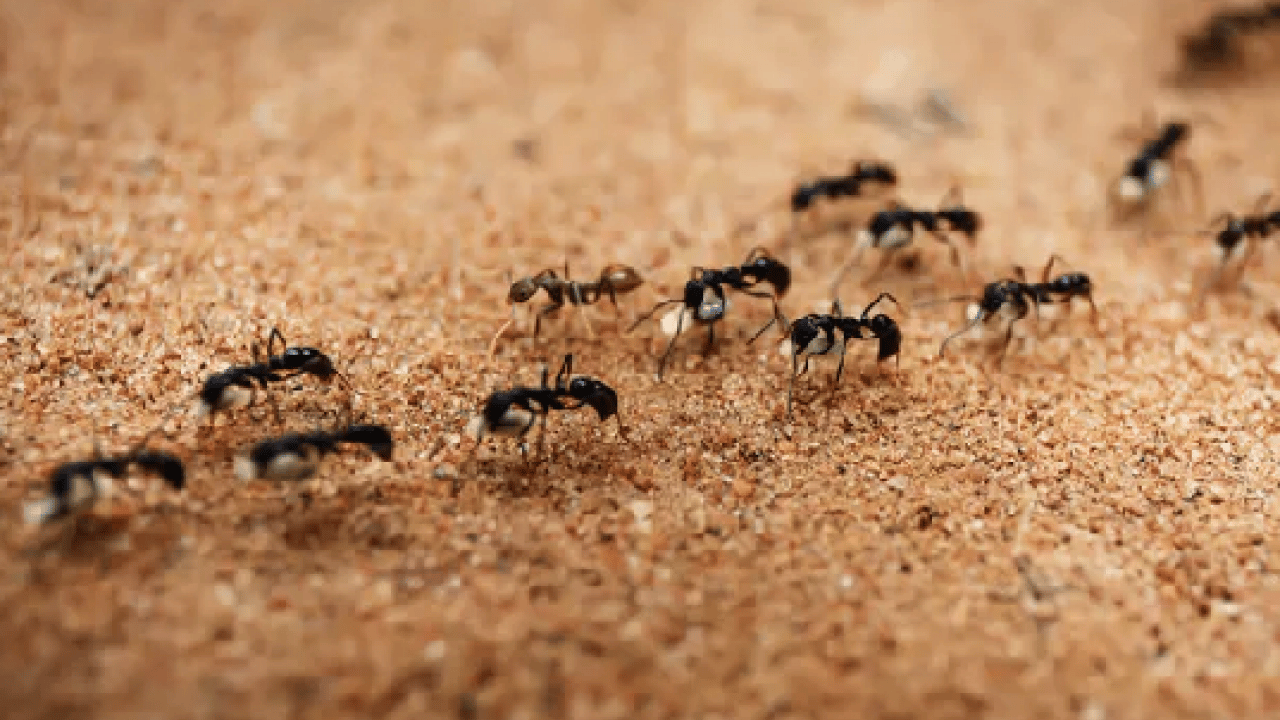 Foto - Tek hamleyle evdeki karıncalardan kurtulun! Kokusunu aldıkları anda...