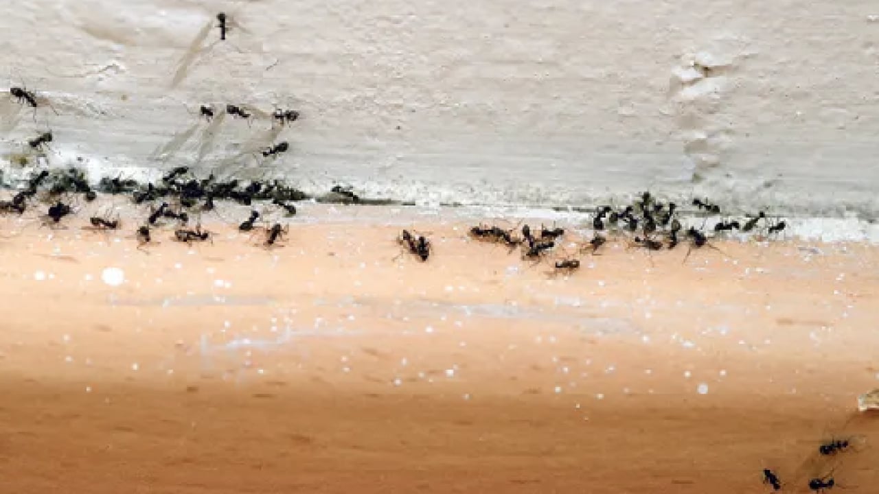 Tek hamleyle evdeki karıncalardan kurtulun! Kokusunu aldıkları anda...