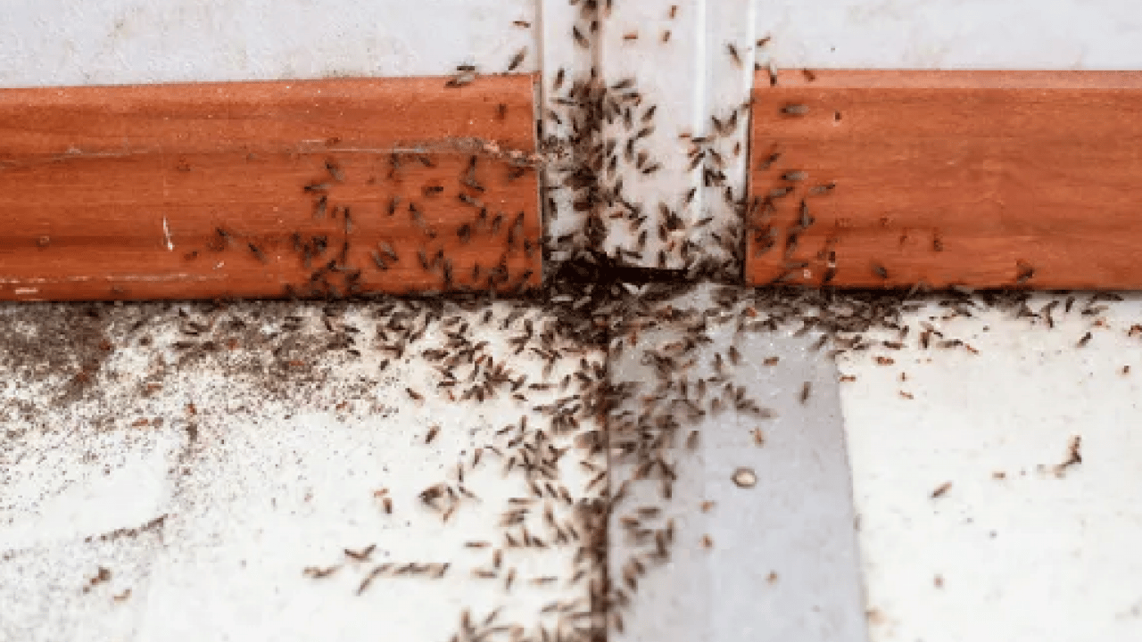 Foto - Tek hamleyle evdeki karıncalardan kurtulun! Kokusunu aldıkları anda...