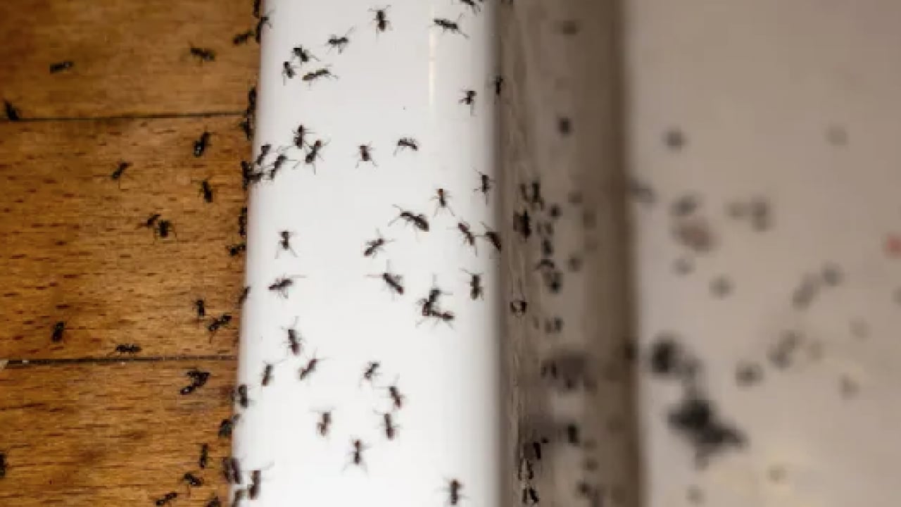 Foto - Tek hamleyle evdeki karıncalardan kurtulun! Kokusunu aldıkları anda...