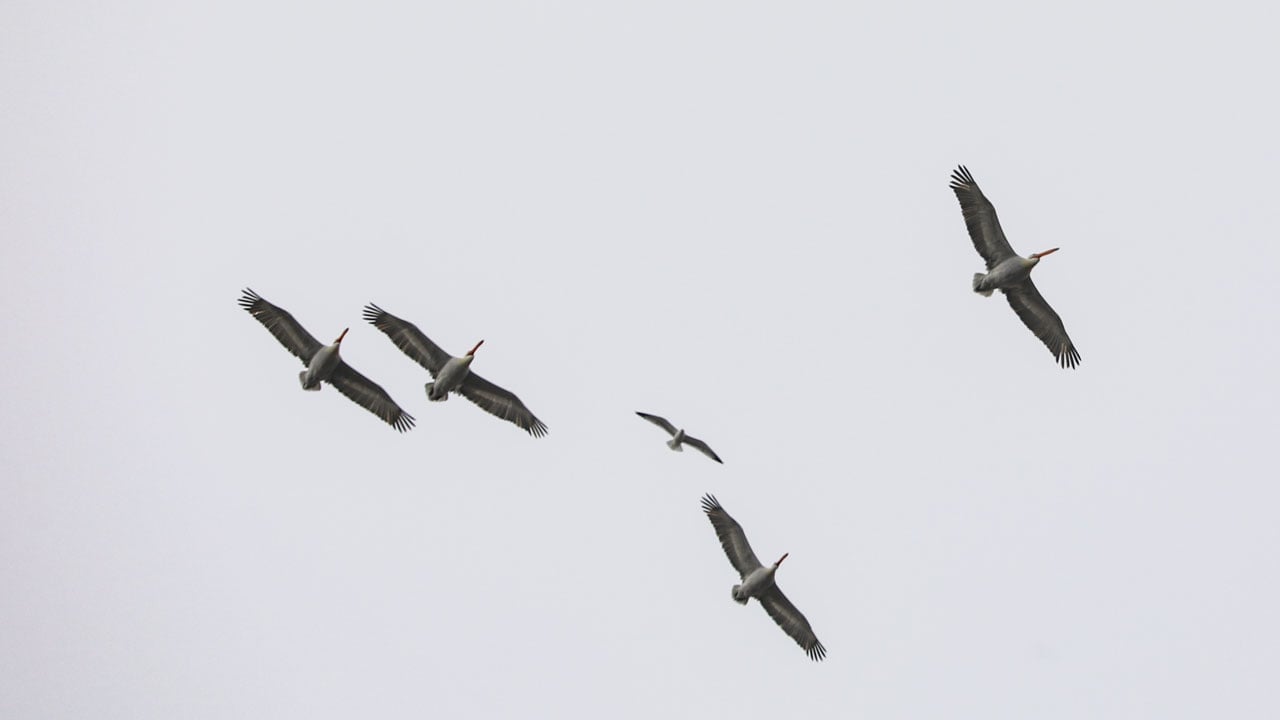 Foto - Tepeli pelikanlar böyle görüntülendi! Gökyüzünün devi Iğdır’da 