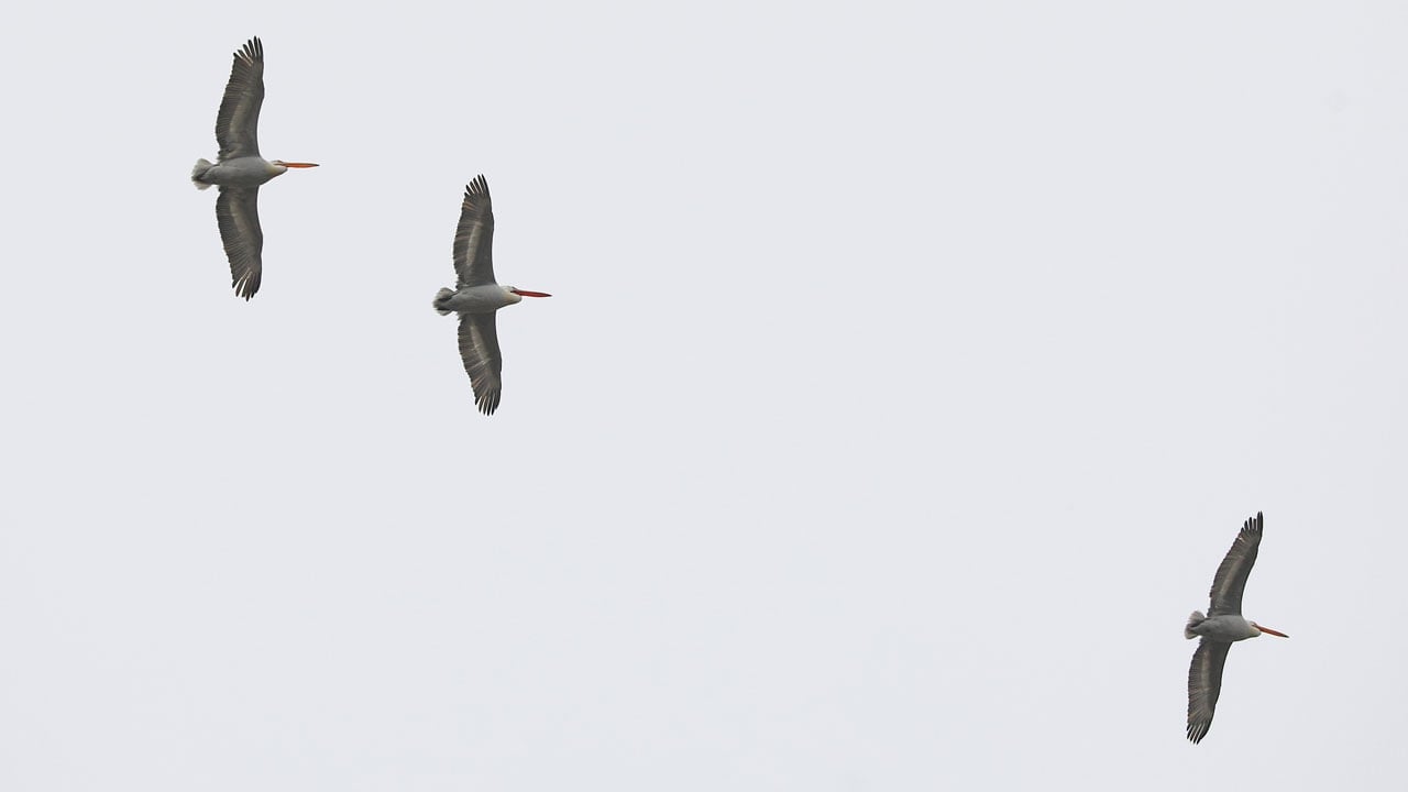 Foto - Tepeli pelikanlar böyle görüntülendi! Gökyüzünün devi Iğdır’da 