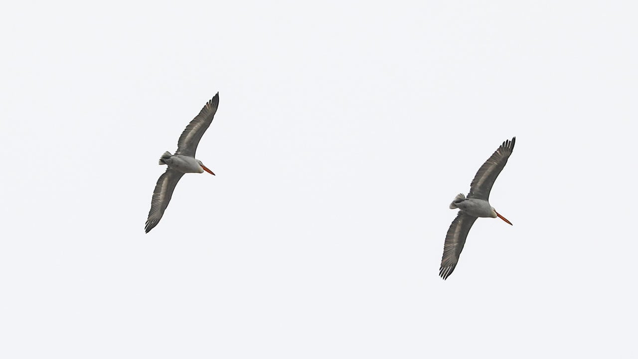 Foto - Tepeli pelikanlar böyle görüntülendi! Gökyüzünün devi Iğdır’da 