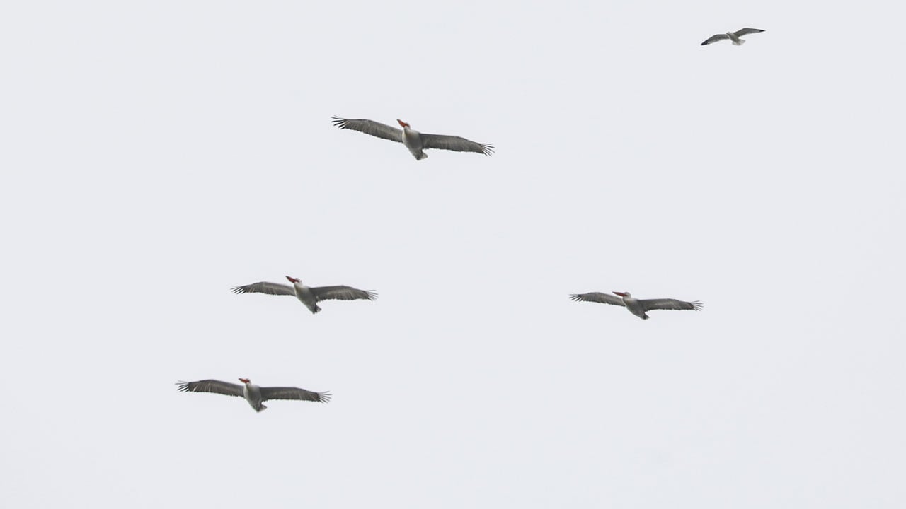 Tepeli pelikanlar böyle görüntülendi! Gökyüzünün devi Iğdır’da 