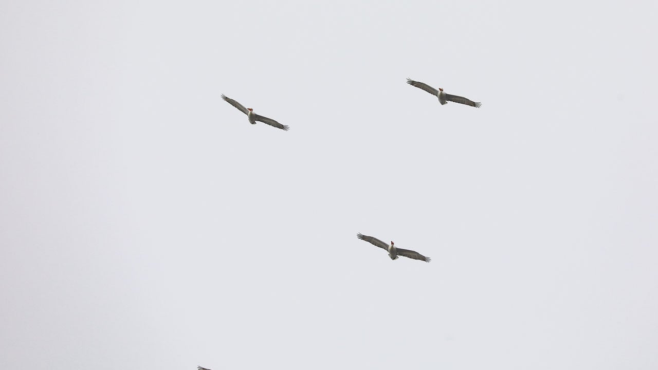 Foto - Tepeli pelikanlar böyle görüntülendi! Gökyüzünün devi Iğdır’da 