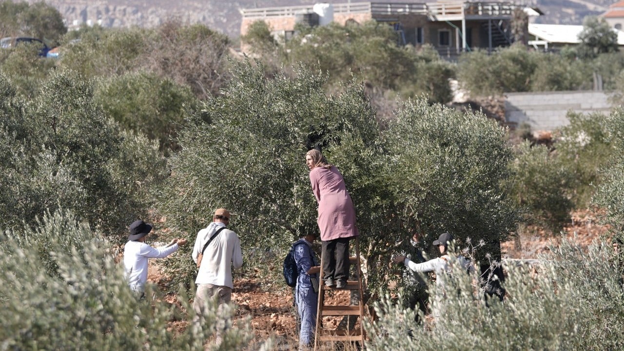 Foto - Teröristler, Müslümanlara saldırdı! Zeytinlikte vahşet