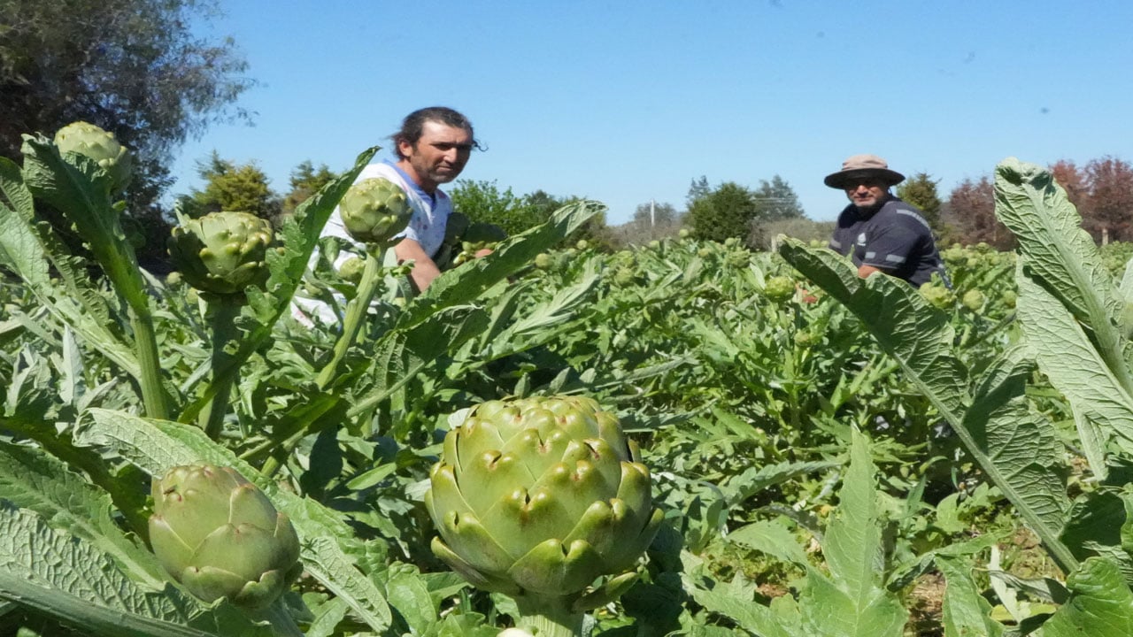 Foto - Tescilli karaciğer dostu! Tarlada 30, pazarda 50 liradan satılıyor