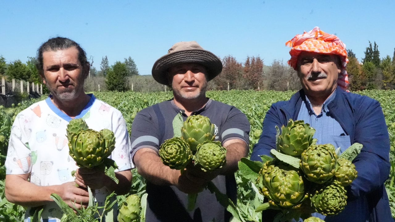 Foto - Tescilli karaciğer dostu! Tarlada 30, pazarda 50 liradan satılıyor