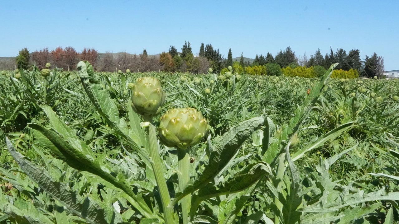 Foto - Tescilli karaciğer dostu! Tarlada 30, pazarda 50 liradan satılıyor