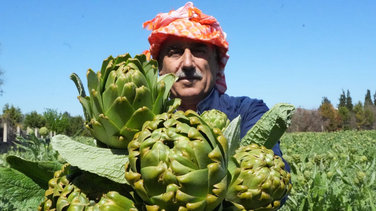 Tescilli karaciğer dostu! Tarlada 30, pazarda 50 liradan satılıyor