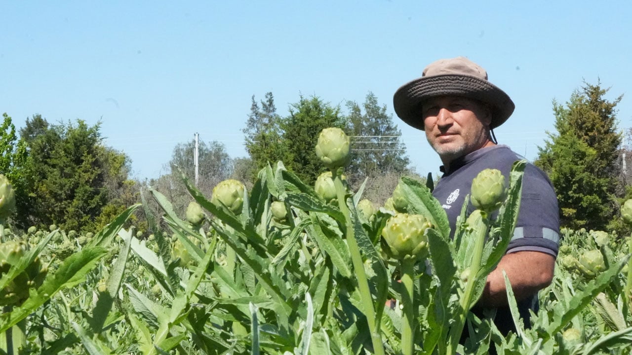 Foto - Tescilli karaciğer dostu! Tarlada 30, pazarda 50 liradan satılıyor