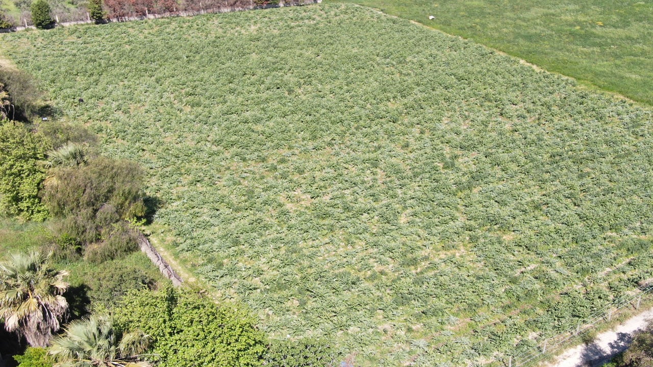 Foto - Tescilli karaciğer dostu! Tarlada 30, pazarda 50 liradan satılıyor