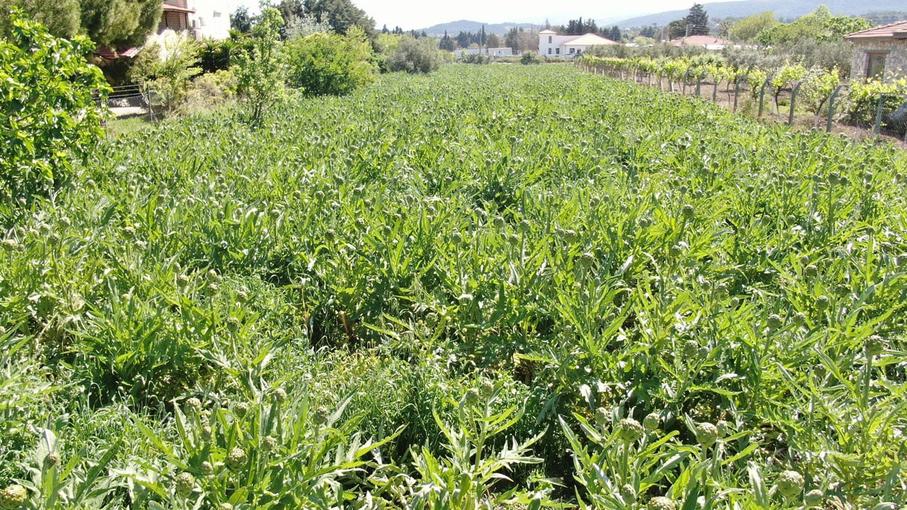 Foto - Tescilli karaciğer dostu! Tarlada 30, pazarda 50 liradan satılıyor