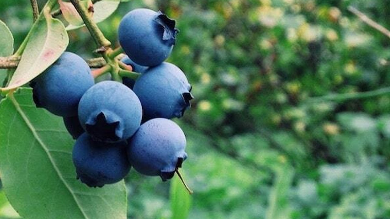 Foto - Tescilli süper meyve güzelleştiriyor! Faydalı formül sonucunda: Parlama ve gençlik ışıltısı sağlıyor