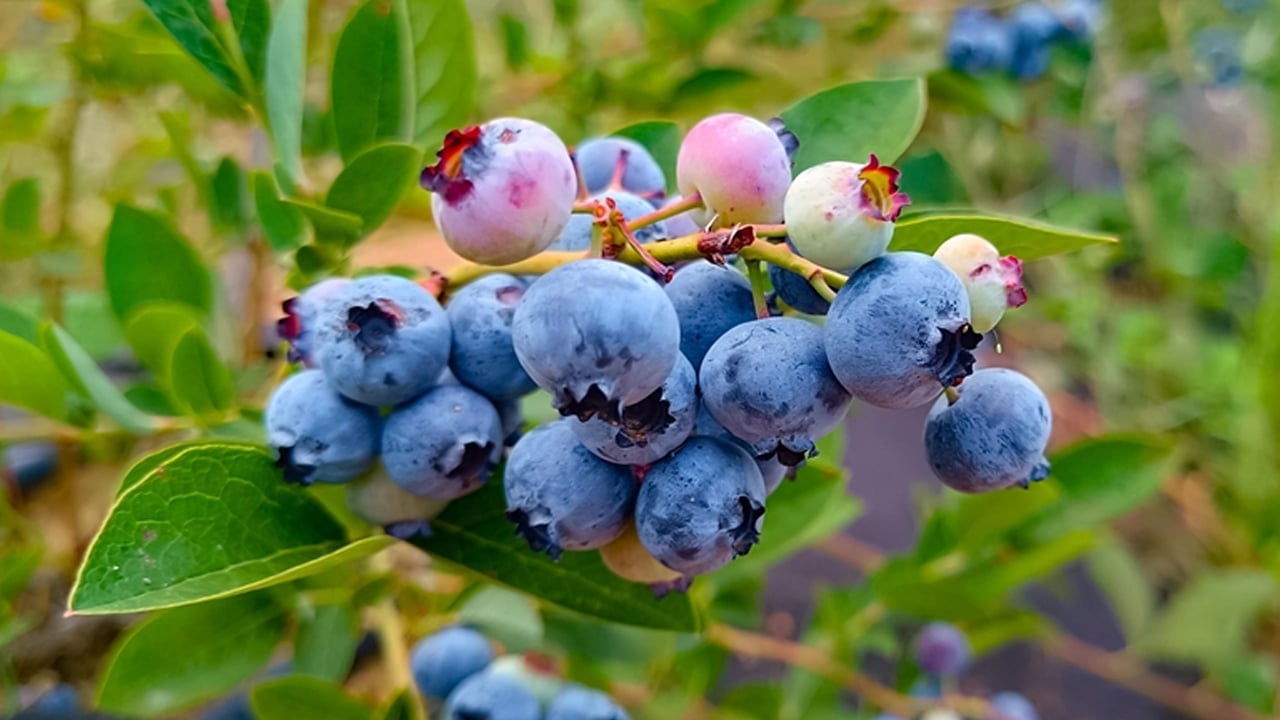 Foto - Tescilli süper meyve güzelleştiriyor! Faydalı formül sonucunda: Parlama ve gençlik ışıltısı sağlıyor