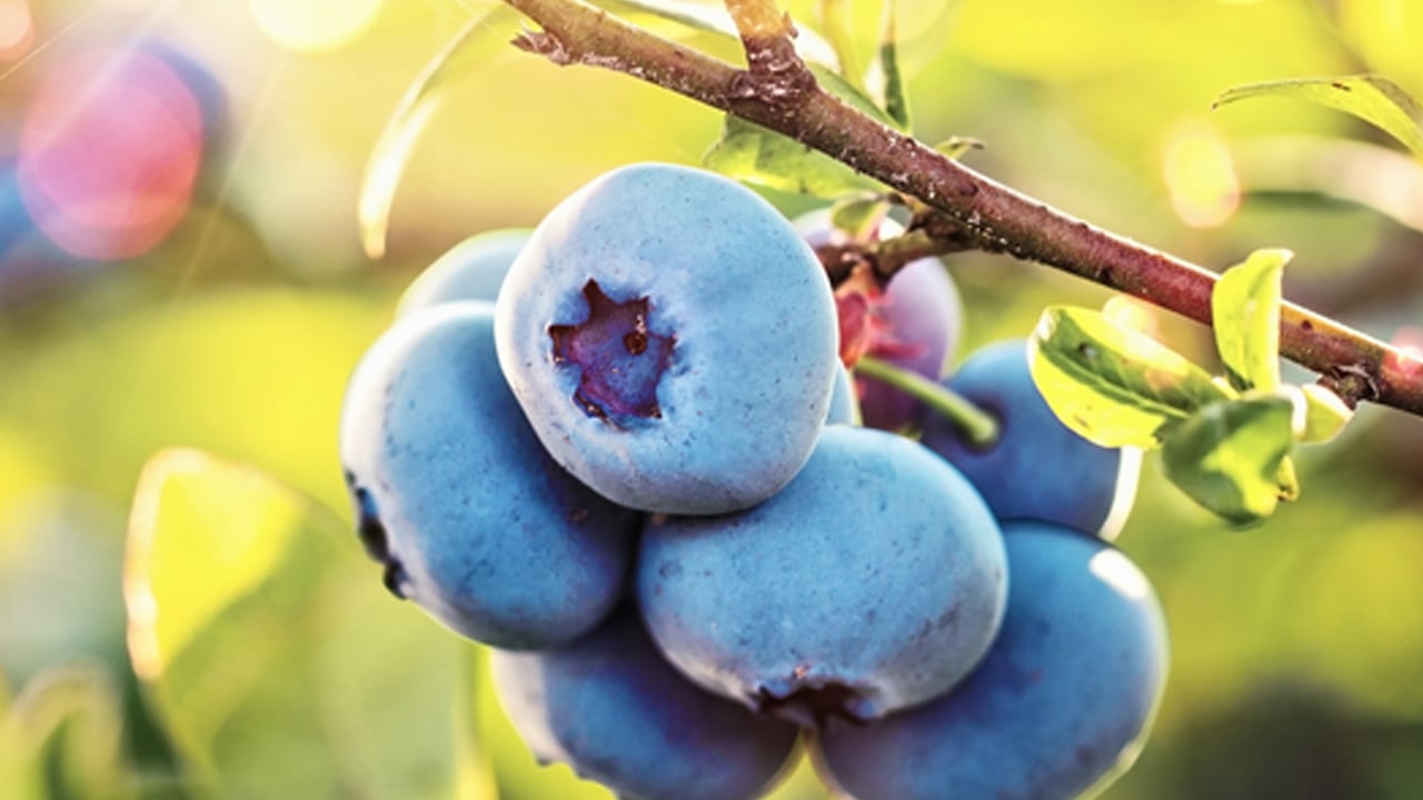 Foto - Tescilli süper meyve güzelleştiriyor! Faydalı formül sonucunda: Parlama ve gençlik ışıltısı sağlıyor