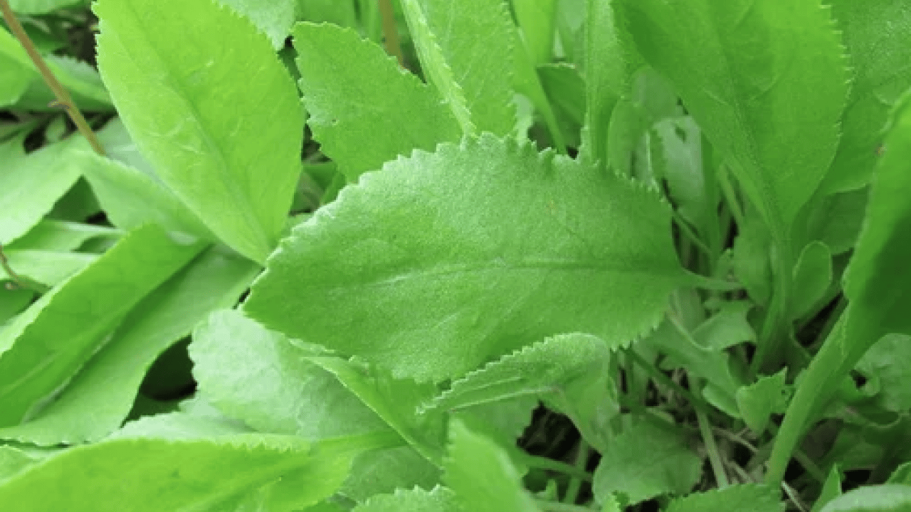 Foto - Teşvik edici olabilir mi? Harekete geçirdi... Balsam otu bitkisinin faydaları nelerdir?