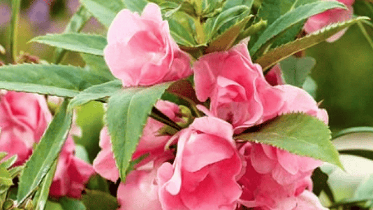 Foto - Teşvik edici olabilir mi? Harekete geçirdi... Balsam otu bitkisinin faydaları nelerdir?