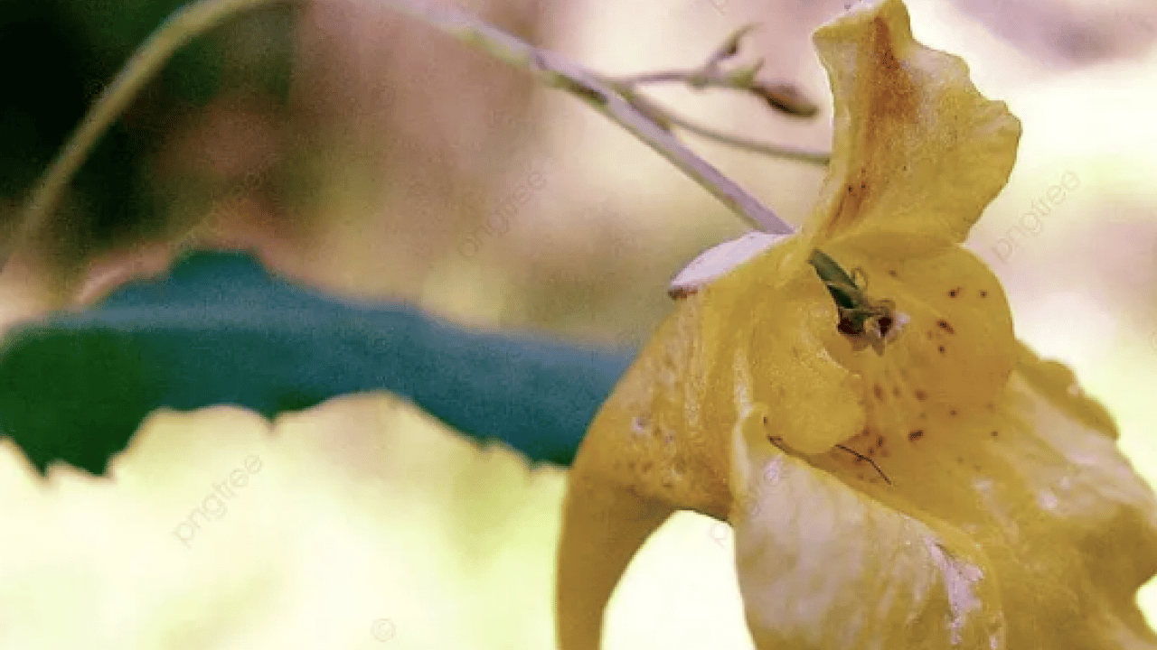 Foto - Teşvik edici olabilir mi? Harekete geçirdi... Balsam otu bitkisinin faydaları nelerdir?