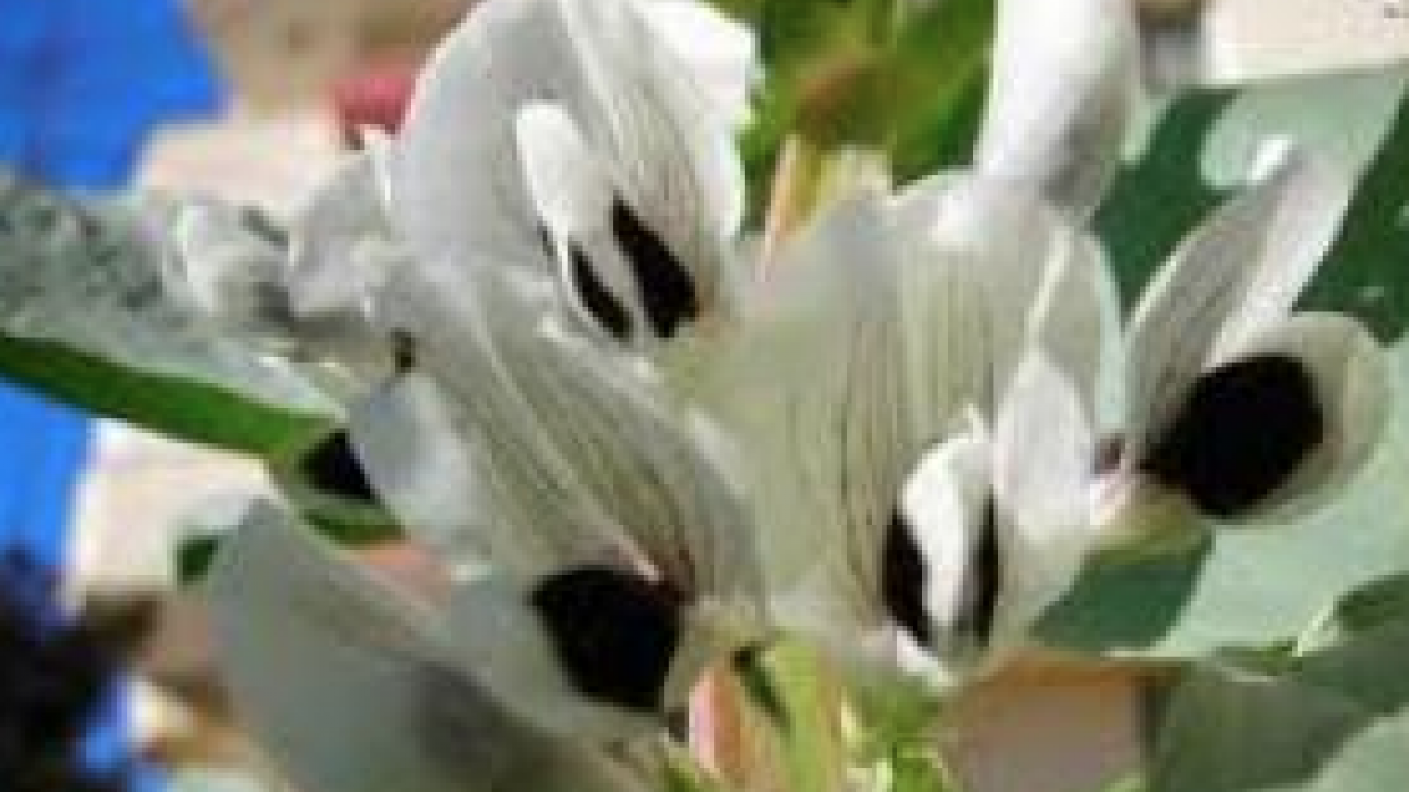 Foto - Teşvik edici olabilir mi? Harekete geçirdi... Balsam otu bitkisinin faydaları nelerdir?