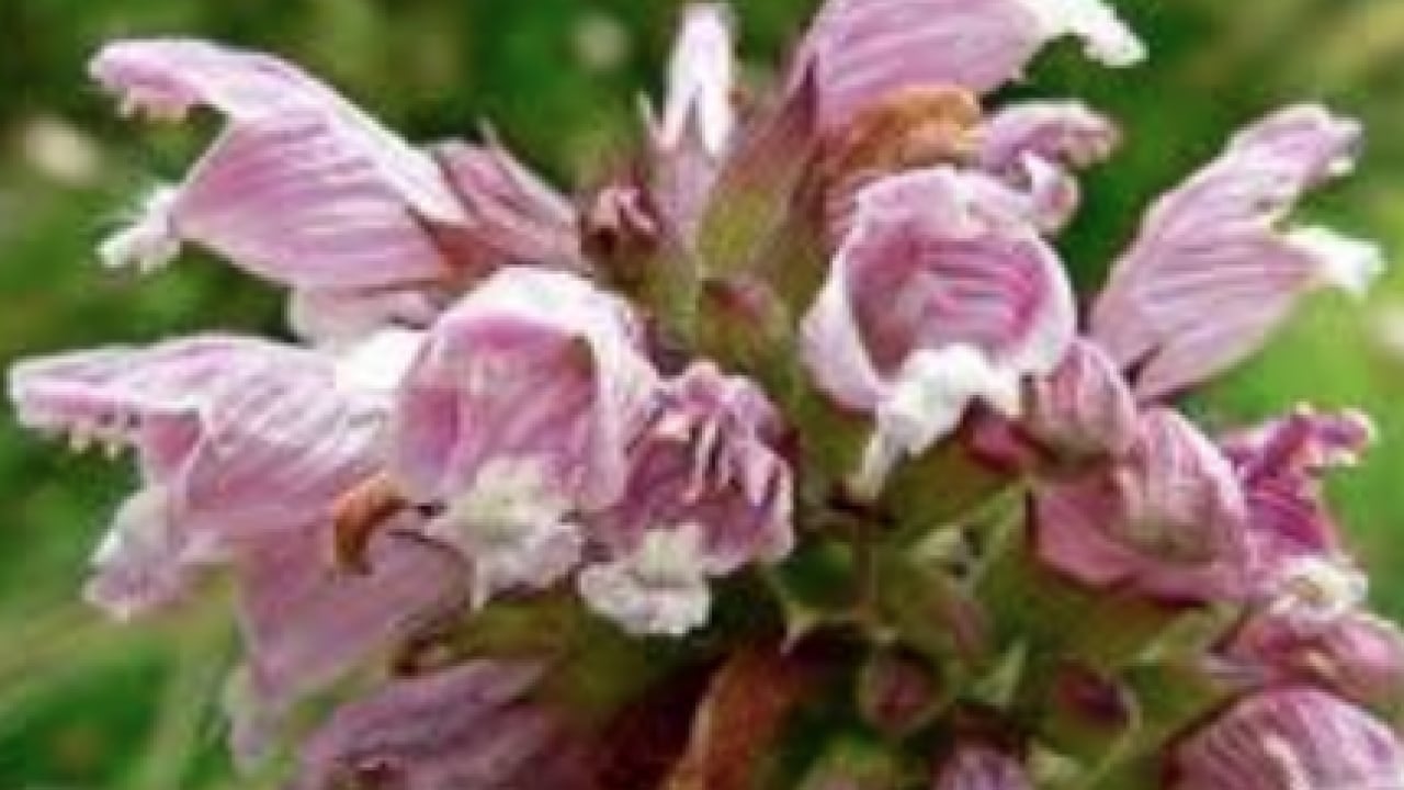 Foto - Teşvik edici olabilir mi? Harekete geçirdi... Balsam otu bitkisinin faydaları nelerdir?