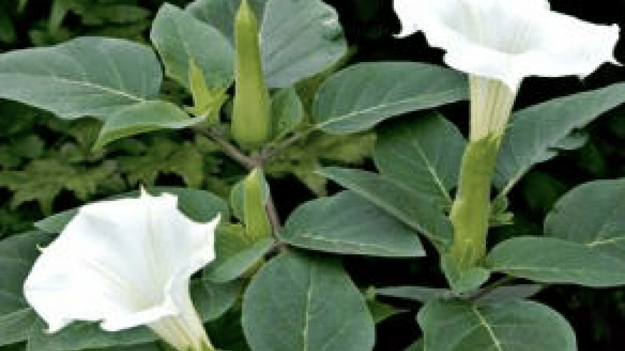 Foto - Teşvik edici olabilir mi? Harekete geçirdi... Balsam otu bitkisinin faydaları nelerdir?