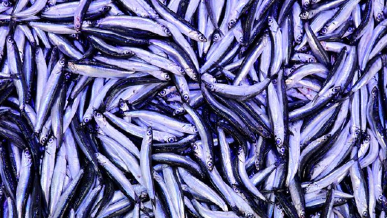 Tezgahlar doldu taştı! Hamsinin fiyatı yüzleri güldürdü