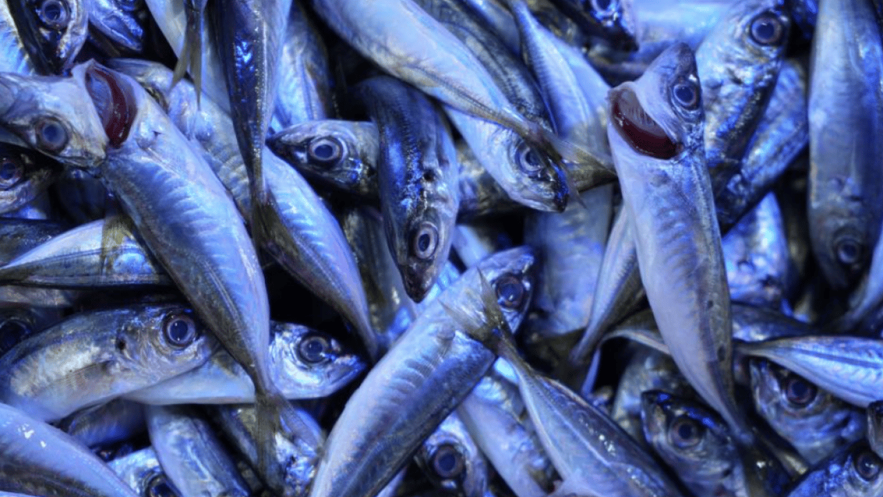 Foto - Tezgahlar şenlendi! Sezon sonu istavritin kilosu 70 TL'ye düştü