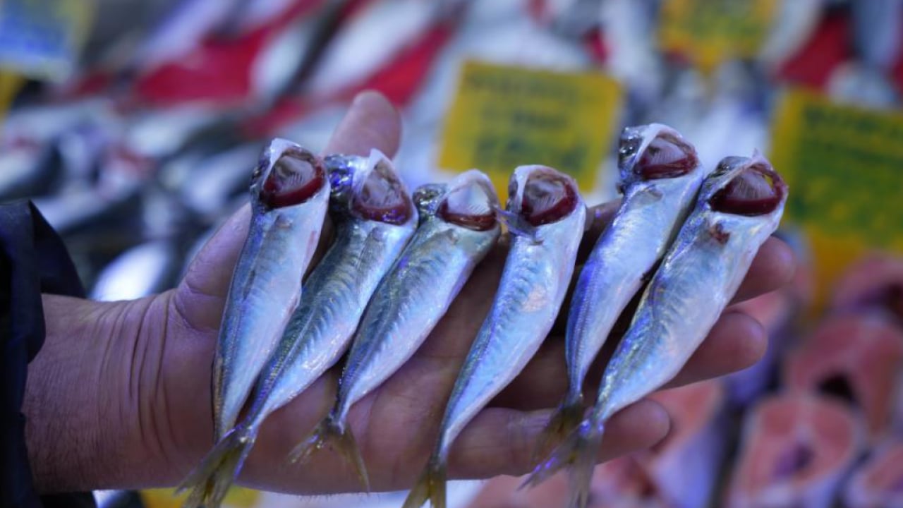 Tezgahlar şenlendi! Sezon sonu istavritin kilosu 70 TL'ye düştü