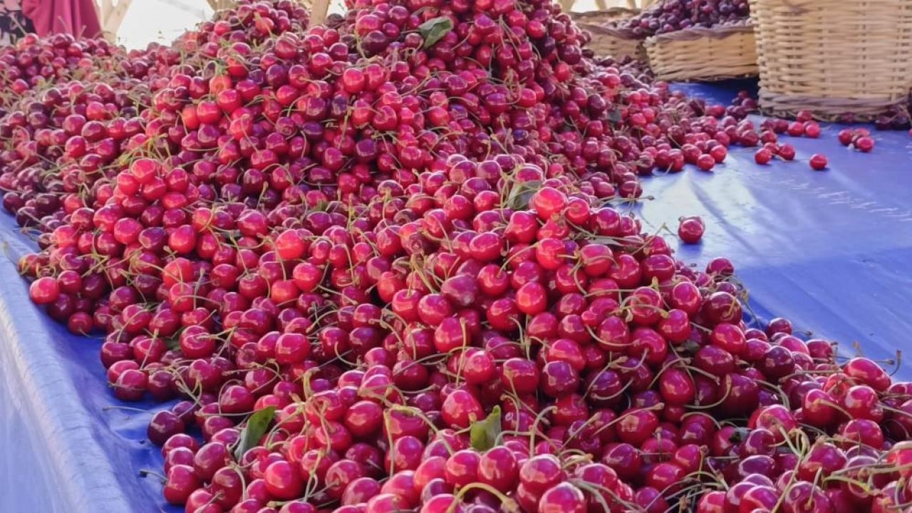 Foto - Tezgahlara ilgi arttı Kiraz fiyatları yüz güldürdü