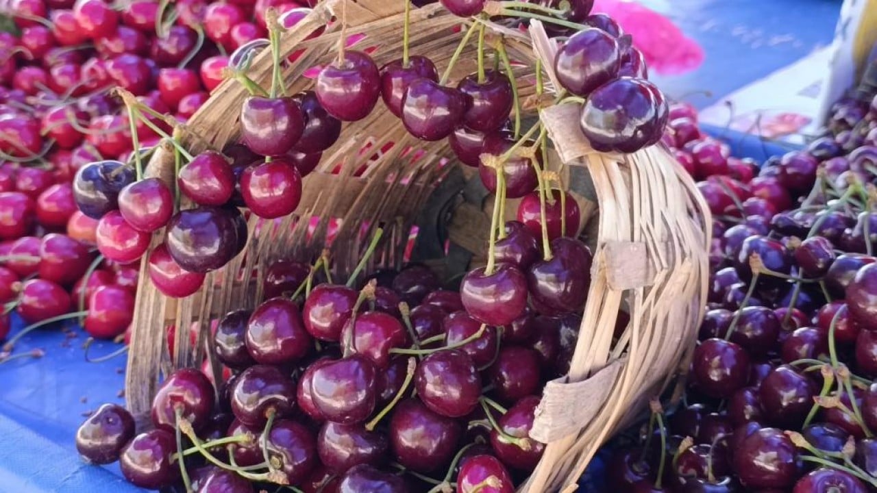 Tezgahlara ilgi arttı Kiraz fiyatları yüz güldürdü