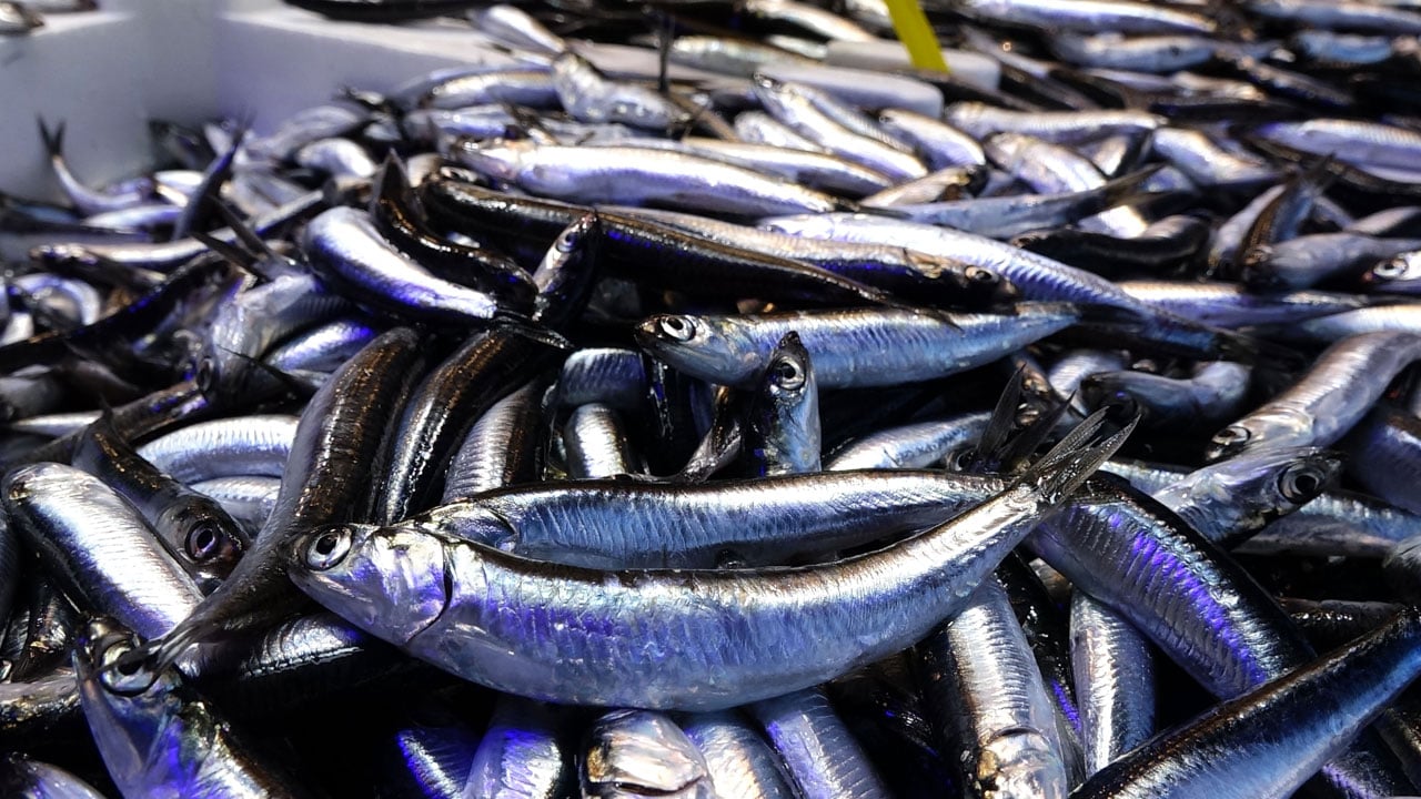 Foto - Tezgahlarda balık bolluğu! Hamsi fiyatı düşüşe geçti