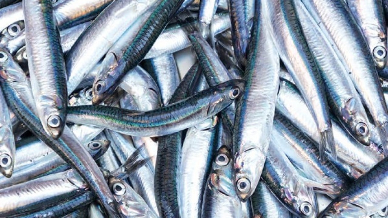 Tezgahlarda bolluk var! Hamsinin fiyatını duyan koşarak geldi