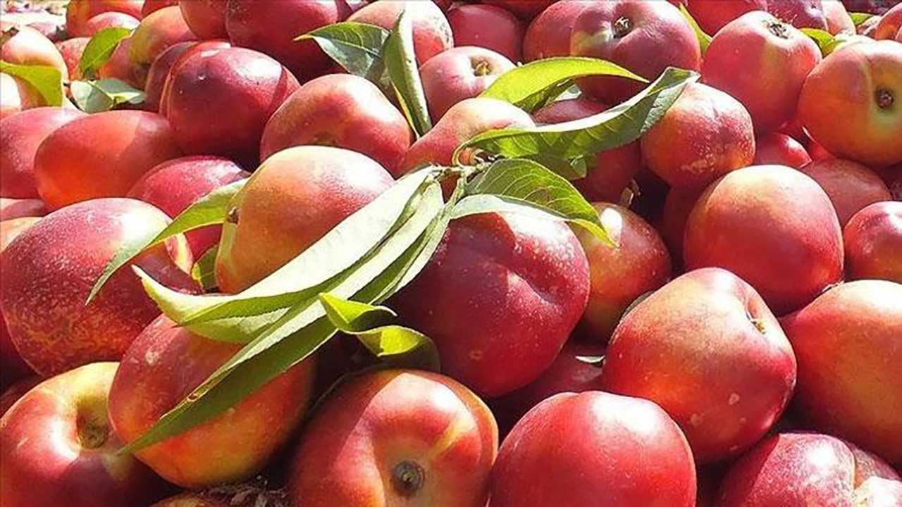 Foto - Tezgahta görünce kilo kilo alın! Damarları sakız gibi esnetiyor! Kalp krizini kökten engelliyor!