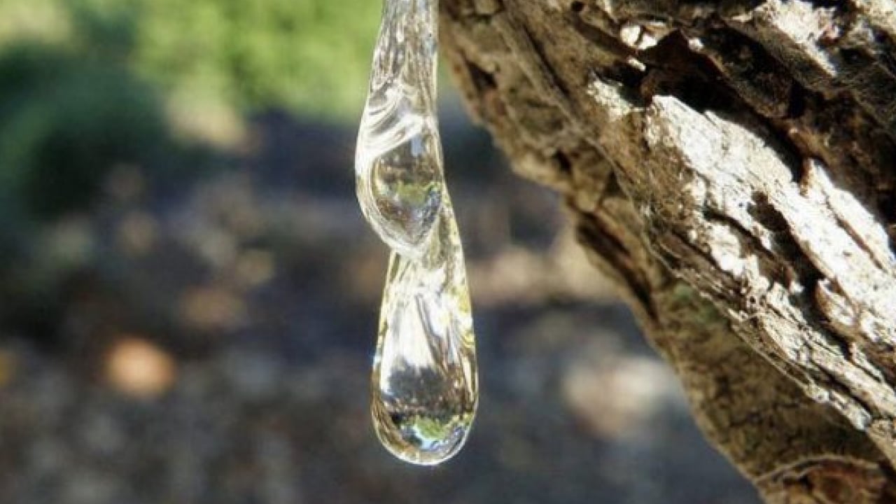 Foto - Tıbbi alanda önemi yok gibi duruyor ama gerçekte... Damla Sakızı Faydaları Nelerdir?