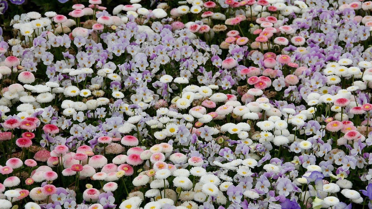 Foto - Tıp tarihine adı geçen İbn-i Sina’nın gizli reçetesi: Kokusu bile yeter! Baş ağrısına şifa! Her derde deva şifalı reçete