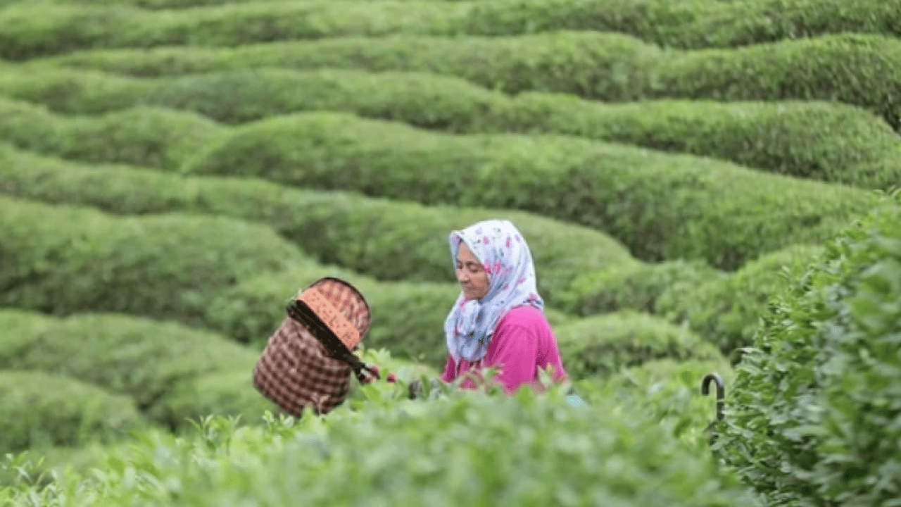 Foto - Tiryakiler çok üzülecek: Yüzde 10 zam geldi!