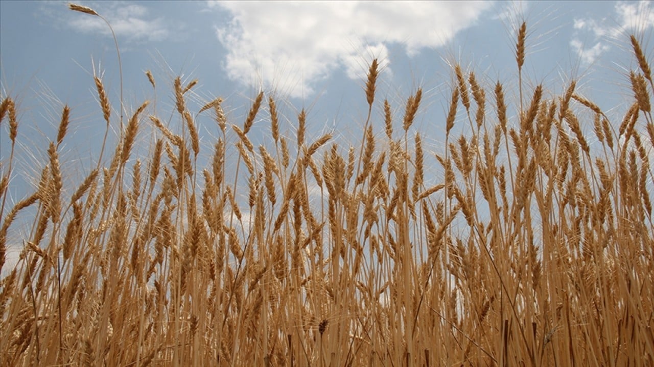 Foto - TMO’dan yeni karar! Buğday günlük satışa sunulacak
