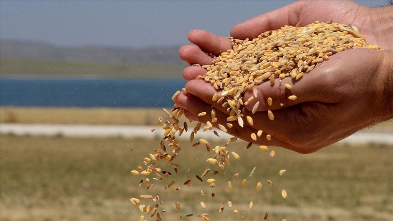 Foto - TMO’dan yeni karar! Buğday günlük satışa sunulacak