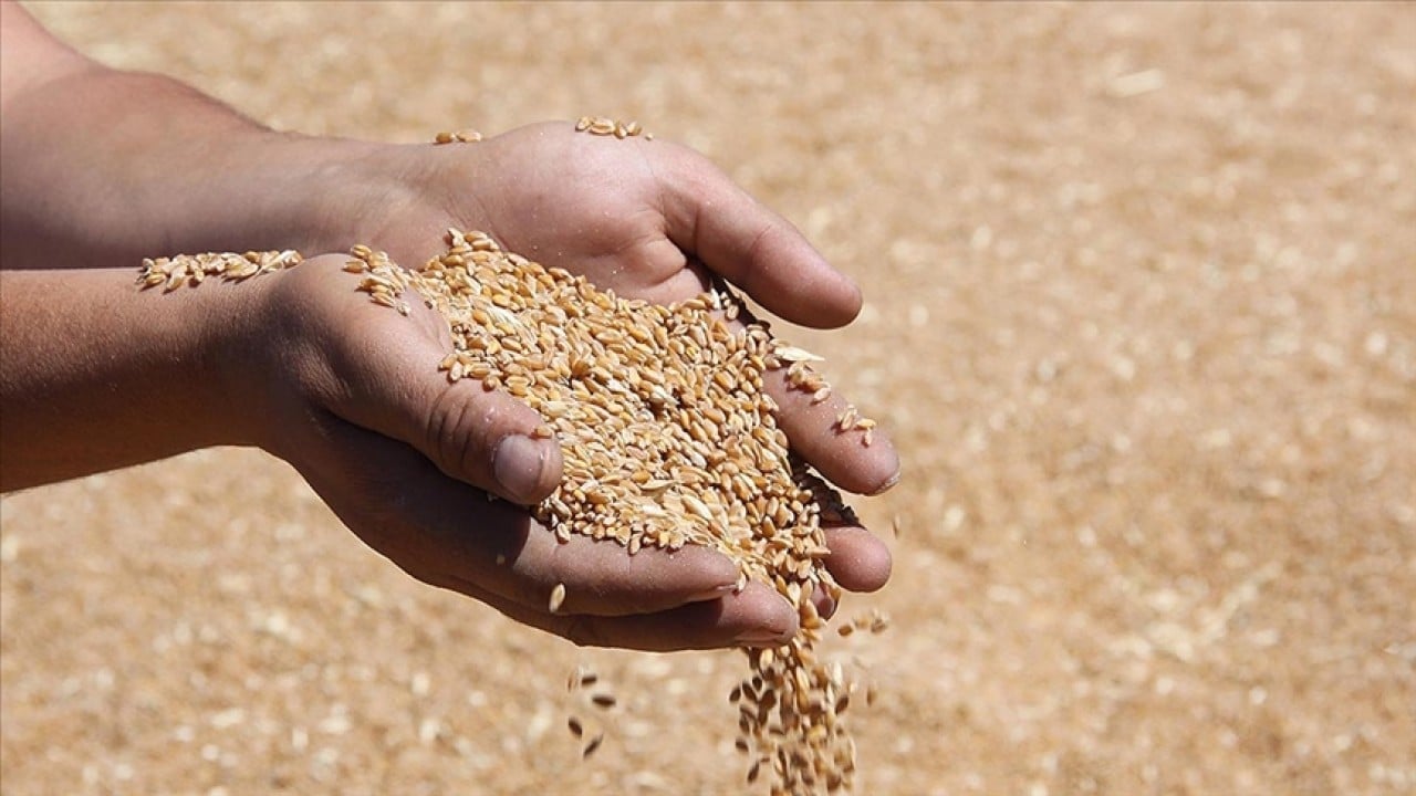 TMO’dan yeni karar! Buğday günlük satışa sunulacak