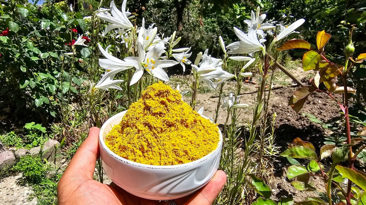 Foto - Tokat’ta altından daha değerli tarım hasadı! Kilosu tam 265 bin TL, alıcılar sıraya girdi