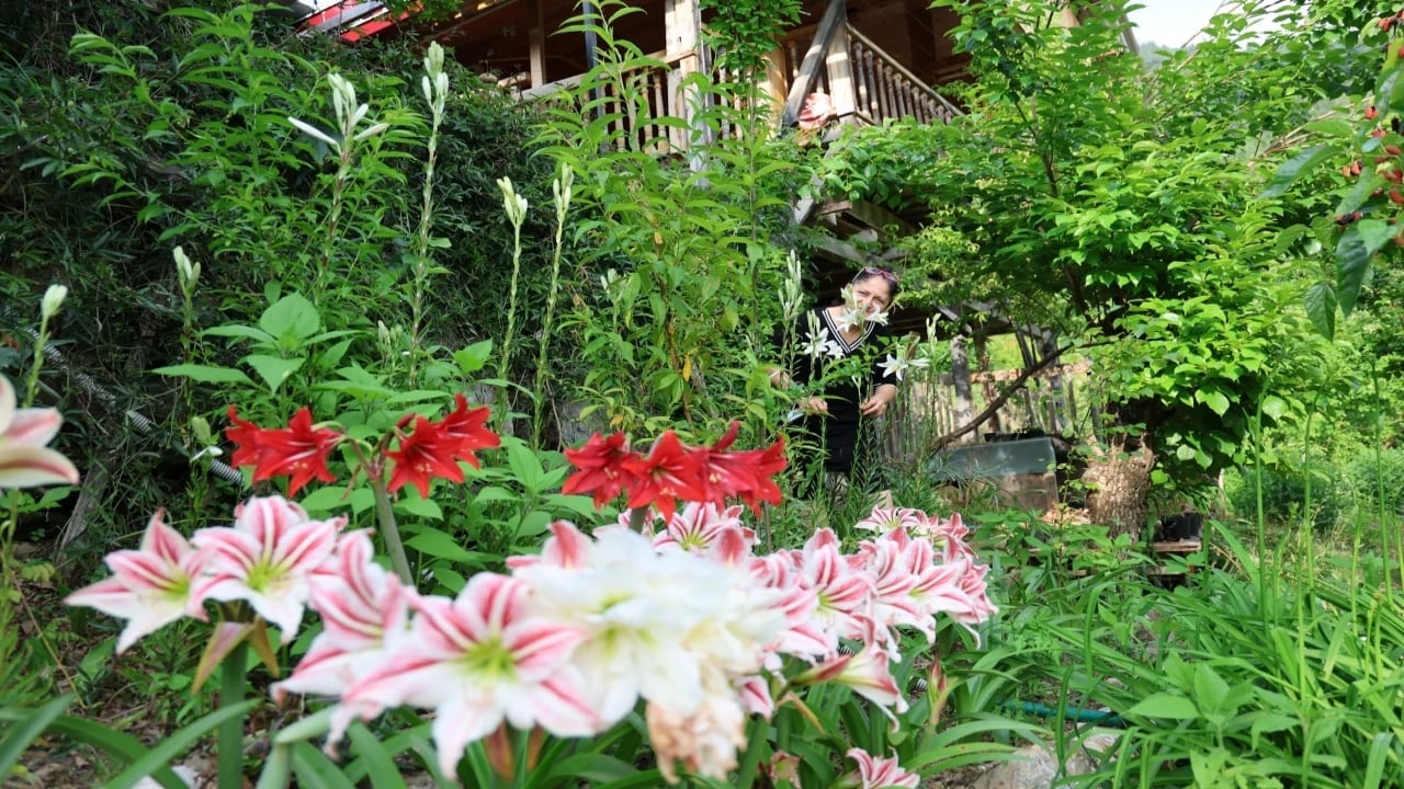 Foto - Tokat’ta altından daha değerli tarım hasadı! Kilosu tam 265 bin TL, alıcılar sıraya girdi